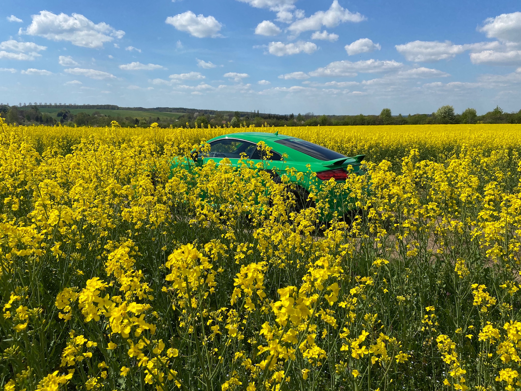 Frosch im Rapsfeld